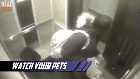 Cô gái dắt chó vào thang máy, chỉ sơ ý 1 chút, điều đáng sợ đã xảy ra-1