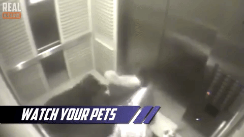 Cô gái dắt chó vào thang máy, chỉ sơ ý 1 chút, điều đáng sợ đã xảy ra-2