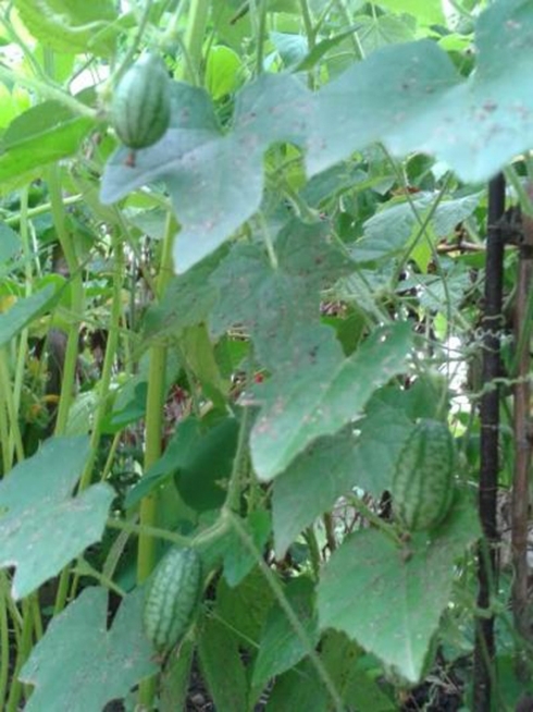 Loại quả tí hon giá cắt cổ được bà nội trợ săn lùng-1