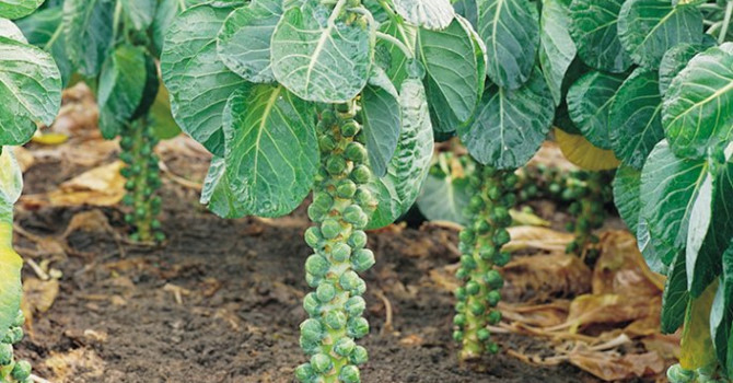 Loại quả tí hon giá cắt cổ được bà nội trợ săn lùng-5