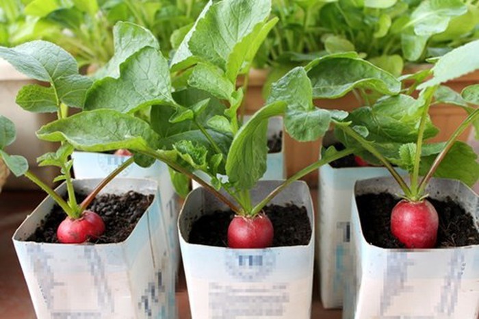 Loại quả tí hon giá cắt cổ được bà nội trợ săn lùng-15