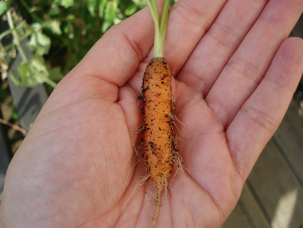 Loại quả tí hon giá cắt cổ được bà nội trợ săn lùng-10