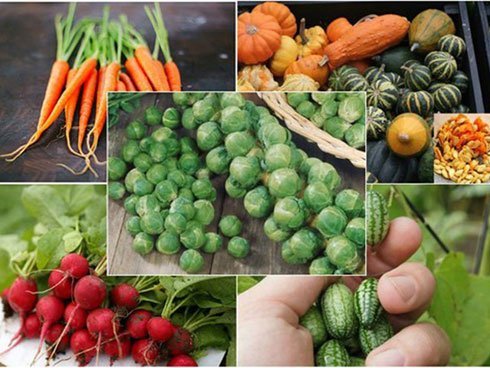 Cây su hào đặc biệt, củ mọc sai trĩu như cây ăn quả khiến dân mạng bất ngờ-5