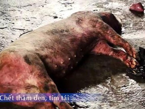 Kinh hãi lợn lở mồm long móng được 'phù phép' thành trâu gác bếp