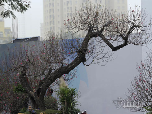 Đào cổ Nhật Tân giá hàng trăm triệu đồng nằm đường” chờ khách-18