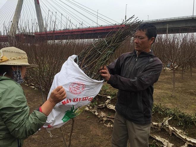 Giá đào quất đang tăng từng ngày-1