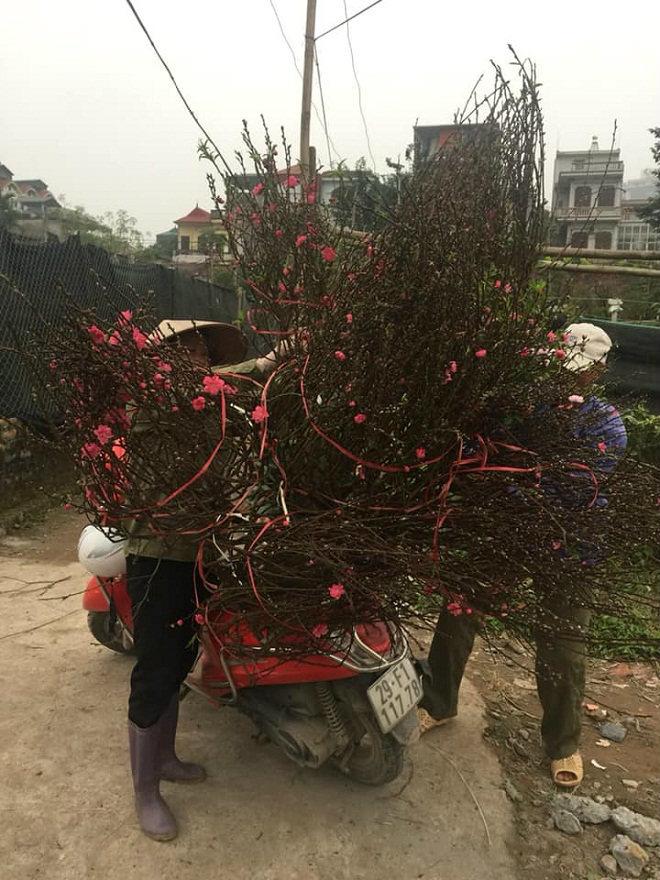 Giá đào quất đang tăng từng ngày-2