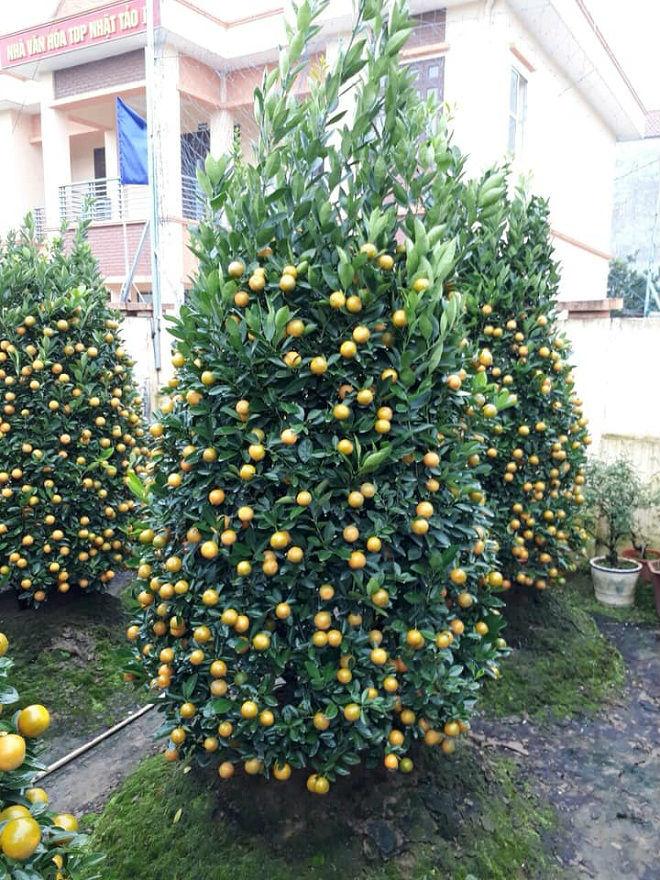 Giá đào quất đang tăng từng ngày-3