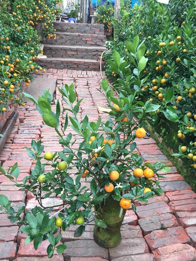 Giá đào quất đang tăng từng ngày-4