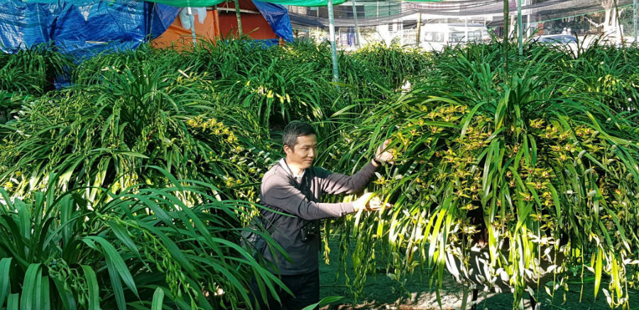 Đại gia Hà thành chi 1,5 tỷ mua 500 nhành lan huyền thoại chơi Tết-1