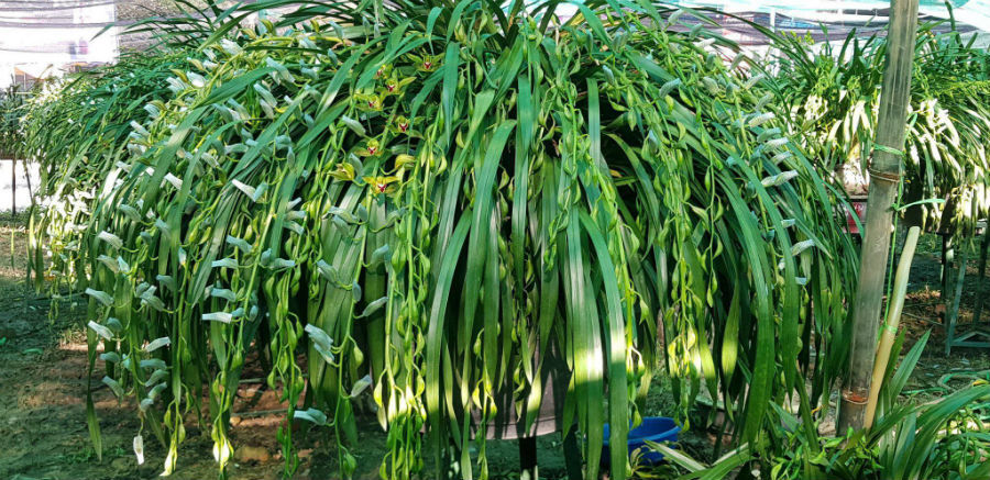 Đại gia Hà thành chi 1,5 tỷ mua 500 nhành lan huyền thoại chơi Tết-2