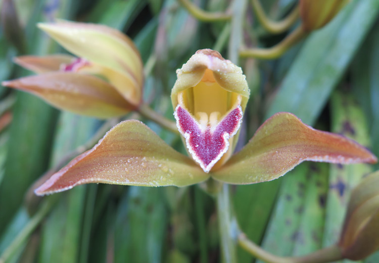 Đại gia Hà thành chi 1,5 tỷ mua 500 nhành lan huyền thoại chơi Tết-3