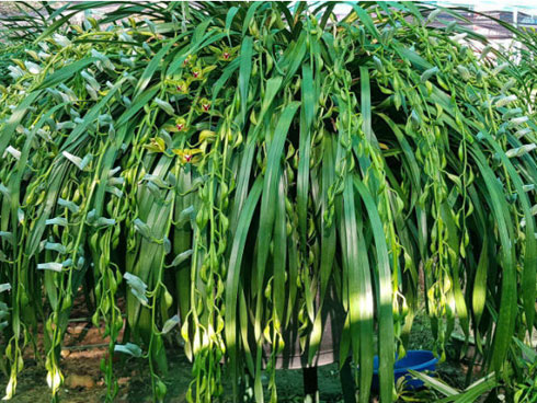 Diện kiến lan Gái Nhảy, thân như cẳng gà mà giá đắt không tưởng-5