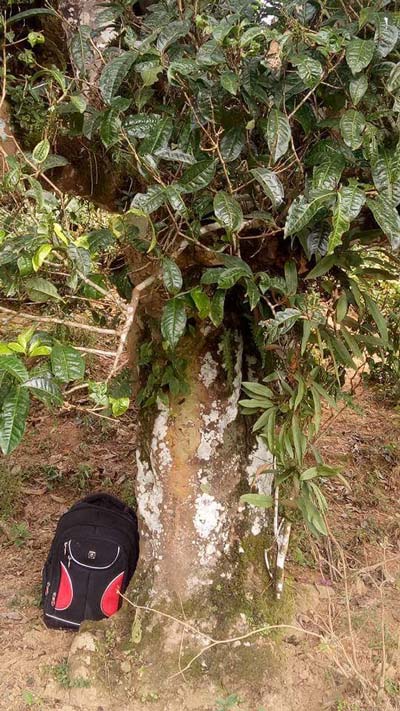 Đại lão mộc trà nghìn năm tuổi bán Tết cả chục triệu/kg vẫn cháy hàng-2