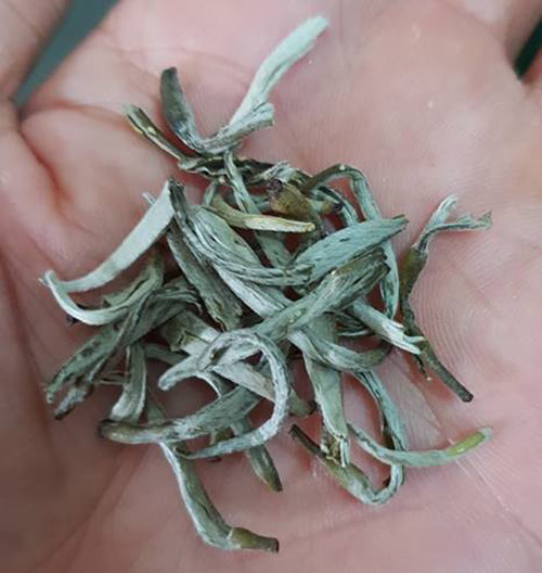 Đại lão mộc trà nghìn năm tuổi bán Tết cả chục triệu/kg vẫn cháy hàng-3