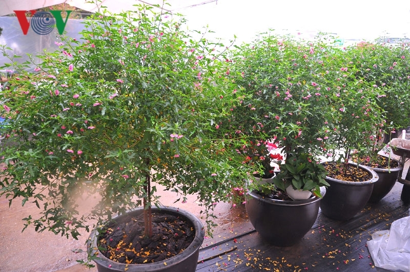 Cẩm quỳ thân gỗ - hoa lạ hút khách dịp Tết Kỷ Hợi 2019-1