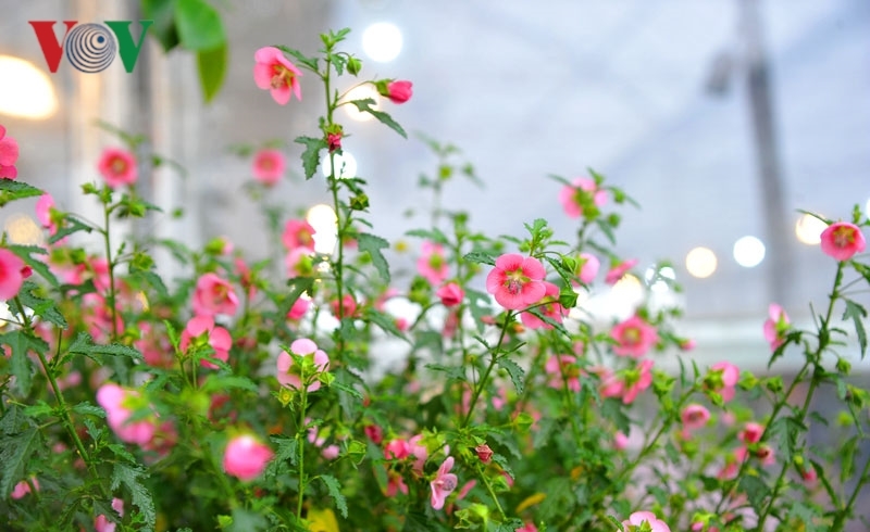 Cẩm quỳ thân gỗ - hoa lạ hút khách dịp Tết Kỷ Hợi 2019-10