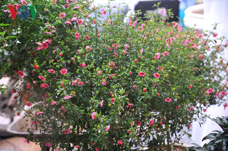 Cẩm quỳ thân gỗ - hoa lạ hút khách dịp Tết Kỷ Hợi 2019-11