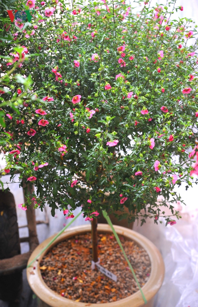 Cẩm quỳ thân gỗ - hoa lạ hút khách dịp Tết Kỷ Hợi 2019-2