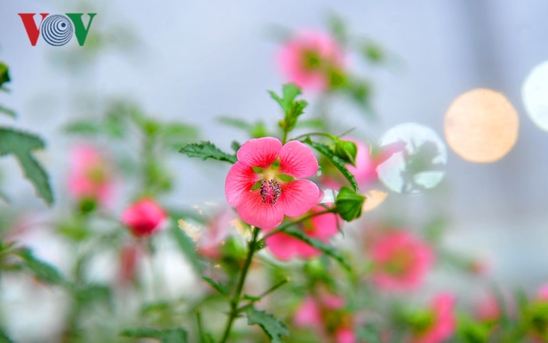 Cẩm quỳ thân gỗ - hoa lạ hút khách dịp Tết Kỷ Hợi 2019-3