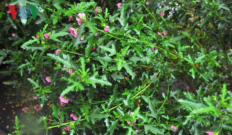 Cẩm quỳ thân gỗ - hoa lạ hút khách dịp Tết Kỷ Hợi 2019-4