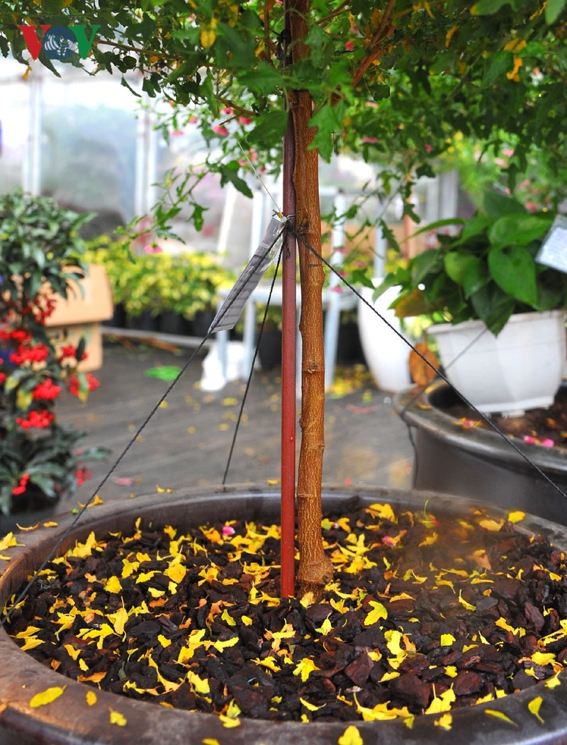 Cẩm quỳ thân gỗ - hoa lạ hút khách dịp Tết Kỷ Hợi 2019-5