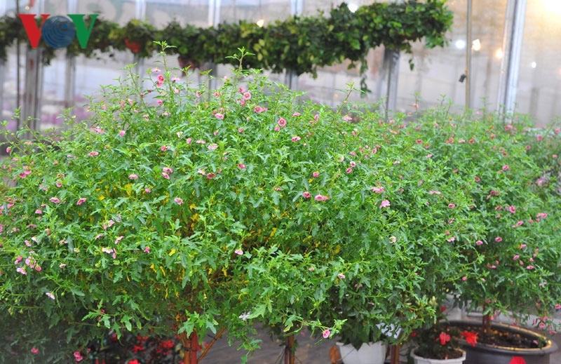 Cẩm quỳ thân gỗ - hoa lạ hút khách dịp Tết Kỷ Hợi 2019-6