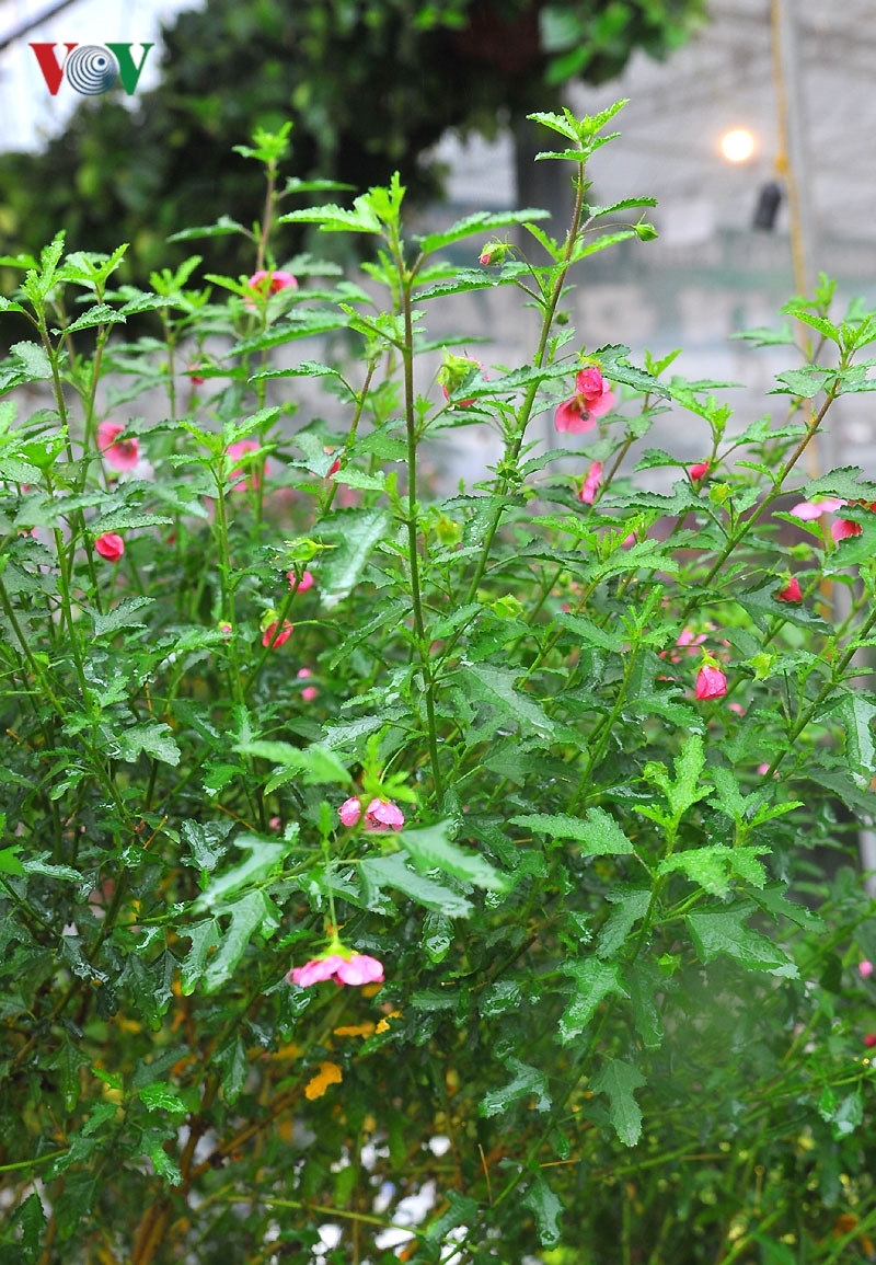 Cẩm quỳ thân gỗ - hoa lạ hút khách dịp Tết Kỷ Hợi 2019-7