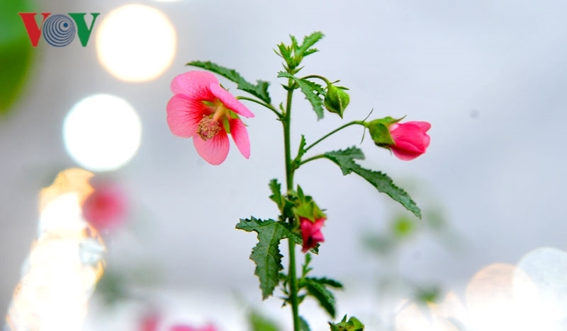 Cẩm quỳ thân gỗ - hoa lạ hút khách dịp Tết Kỷ Hợi 2019-8