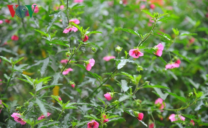 Cẩm quỳ thân gỗ - hoa lạ hút khách dịp Tết Kỷ Hợi 2019-9