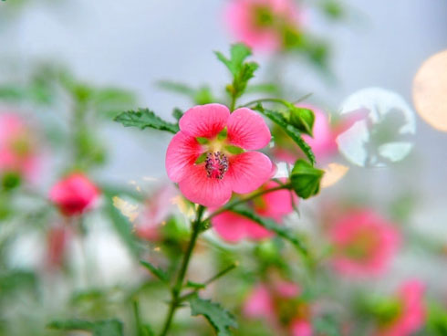 Phát sốt với vườn hoa cúc mâm xôi tuyệt đẹp ngay giữa Thủ đô-12