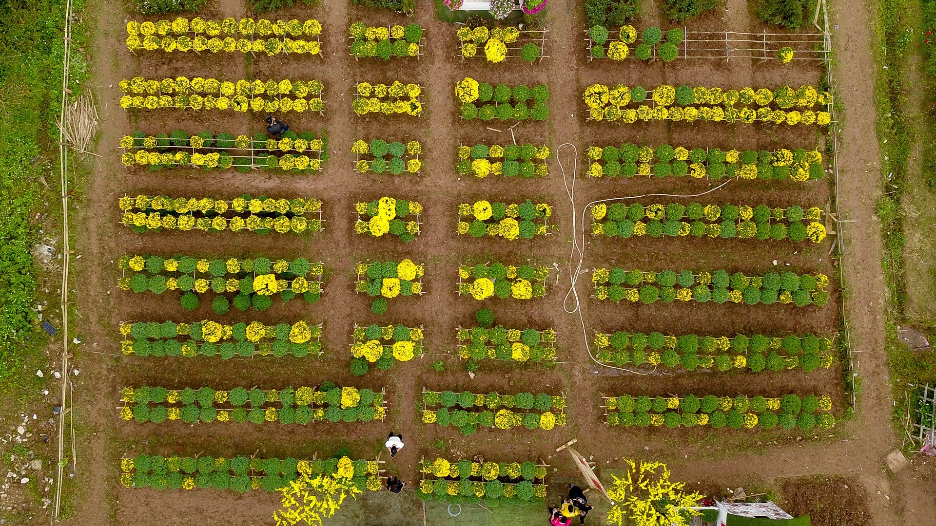 Phát sốt với vườn hoa cúc mâm xôi tuyệt đẹp ngay giữa Thủ đô-11