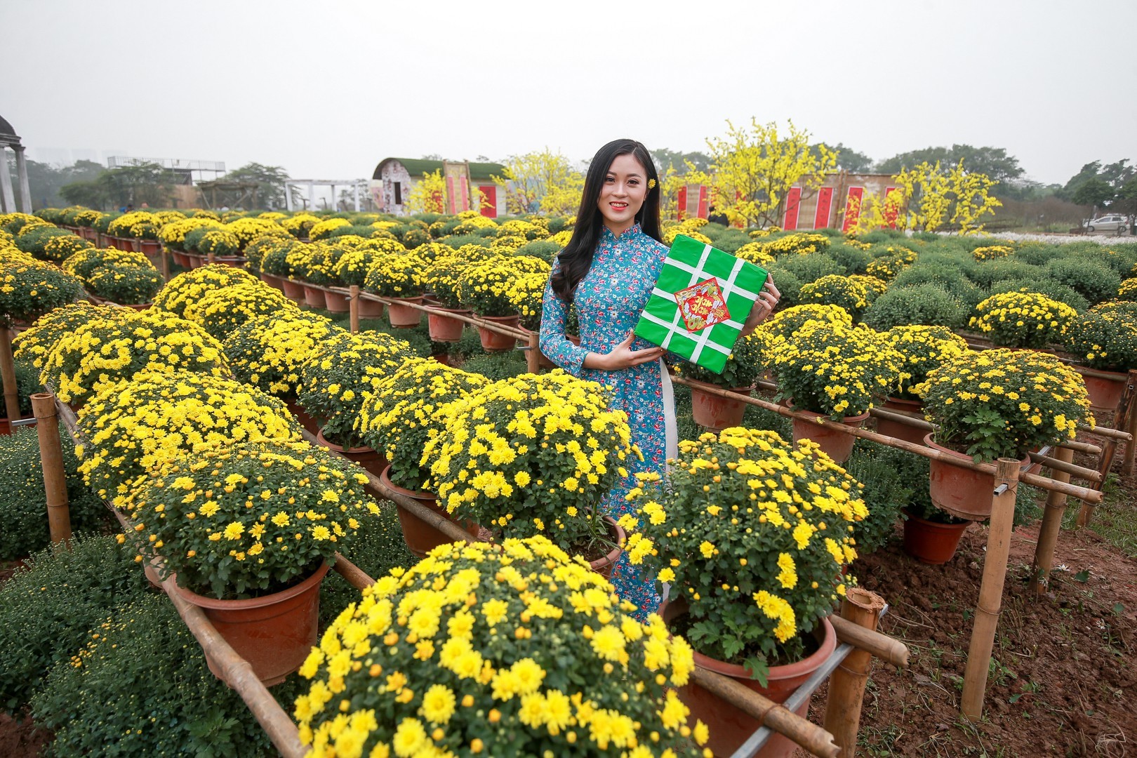 Phát sốt với vườn hoa cúc mâm xôi tuyệt đẹp ngay giữa Thủ đô-5