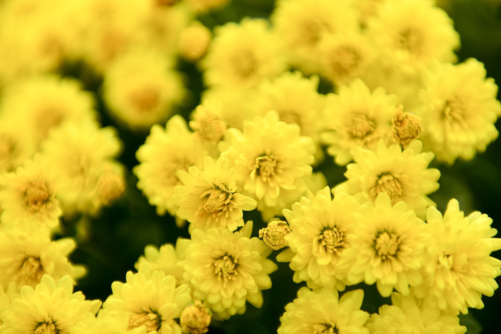 Phát sốt với vườn hoa cúc mâm xôi tuyệt đẹp ngay giữa Thủ đô-6