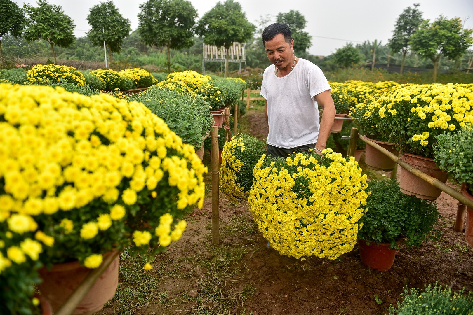 Phát sốt với vườn hoa cúc mâm xôi tuyệt đẹp ngay giữa Thủ đô-7