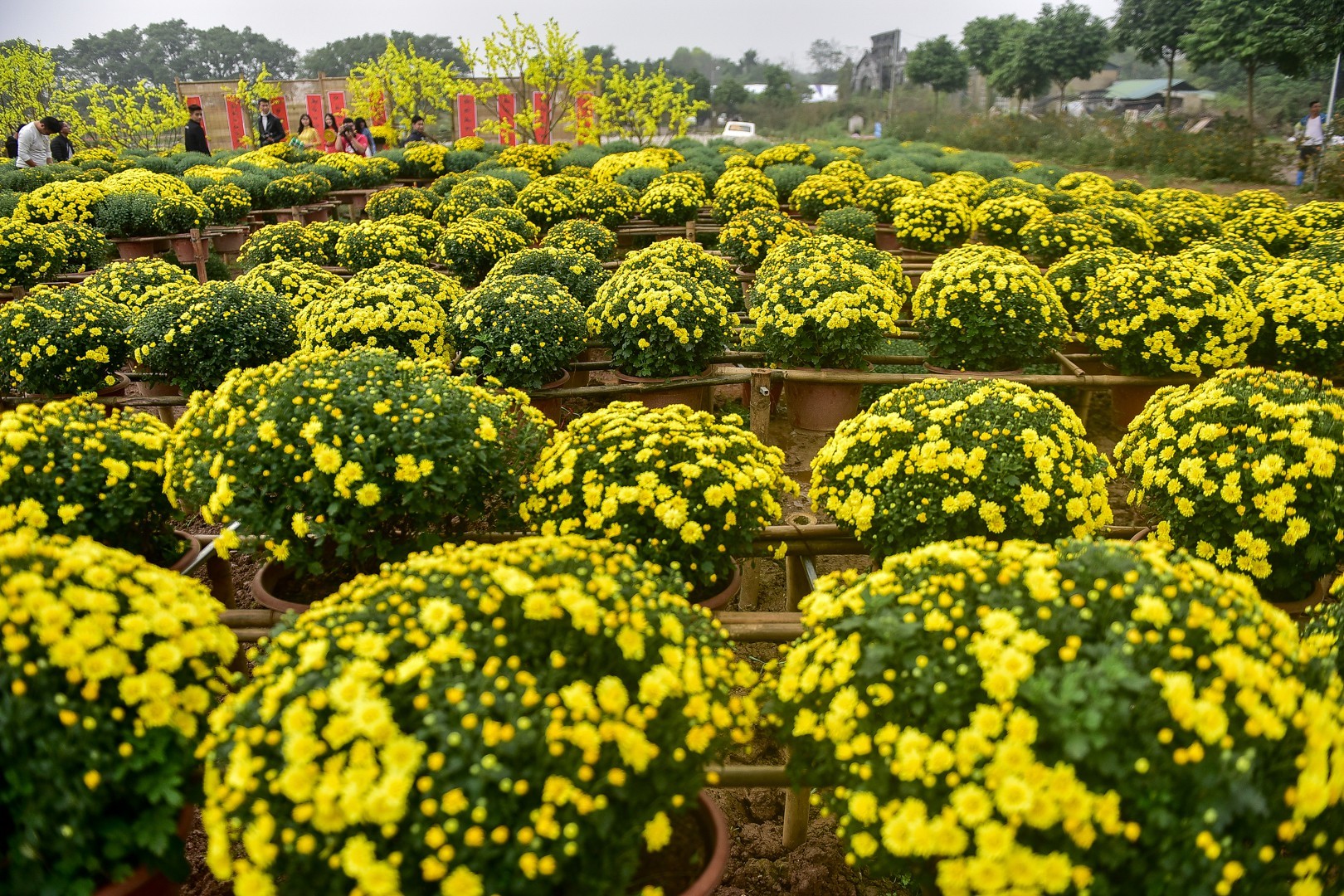 Phát sốt với vườn hoa cúc mâm xôi tuyệt đẹp ngay giữa Thủ đô-9