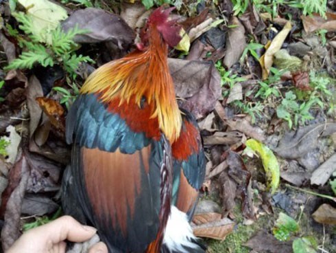 Ly kỳ chuyện trèo núi, vào thung sâu săn loài gà rừng má đỏ