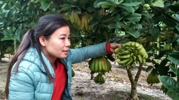 Đặc sản Tết: Vào vựa phật thủ lớn nhất miền Bắc, tư thương cân cả vườn-2