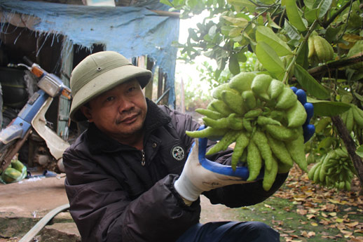 Đặc sản Tết: Vào vựa phật thủ lớn nhất miền Bắc, tư thương cân cả vườn-3
