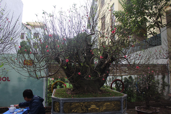 Đào cổ Nhật Tân giá hàng trăm triệu đồng nằm đường” chờ khách-1