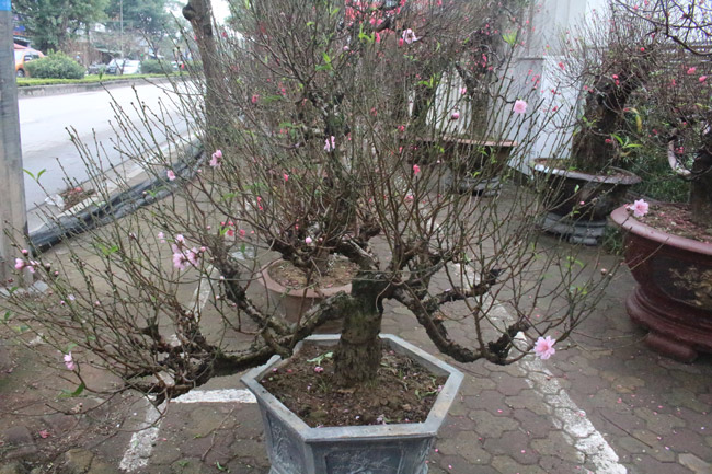 Đào cổ Nhật Tân giá hàng trăm triệu đồng nằm đường” chờ khách-11