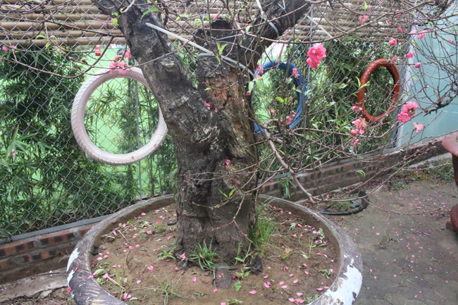 Đào cổ Nhật Tân giá hàng trăm triệu đồng nằm đường” chờ khách-13