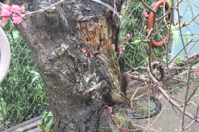 Đào cổ Nhật Tân giá hàng trăm triệu đồng nằm đường” chờ khách-14