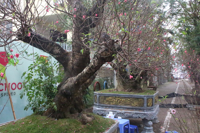 Đào cổ Nhật Tân giá hàng trăm triệu đồng nằm đường” chờ khách-15