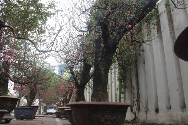 Đào cổ Nhật Tân giá hàng trăm triệu đồng nằm đường” chờ khách-16