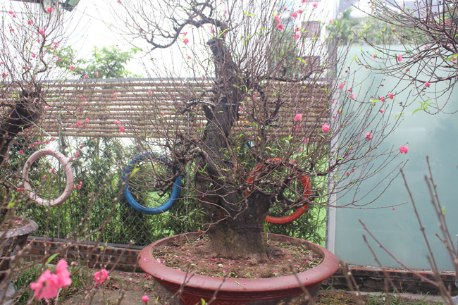 Đào cổ Nhật Tân giá hàng trăm triệu đồng nằm đường” chờ khách-17