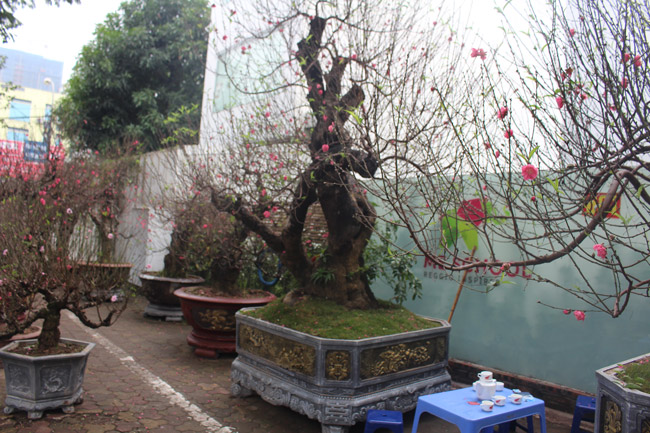 Đào cổ Nhật Tân giá hàng trăm triệu đồng nằm đường” chờ khách-2