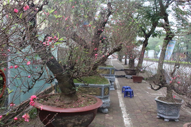 Đào cổ Nhật Tân giá hàng trăm triệu đồng nằm đường” chờ khách-3