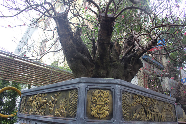 Đào cổ Nhật Tân giá hàng trăm triệu đồng nằm đường” chờ khách-4