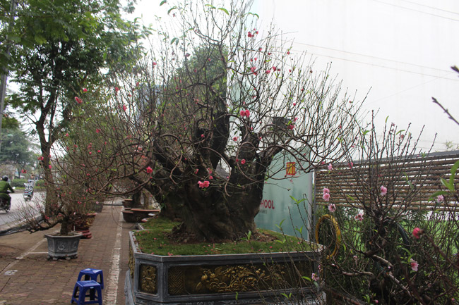 Đào cổ Nhật Tân giá hàng trăm triệu đồng nằm đường” chờ khách-6